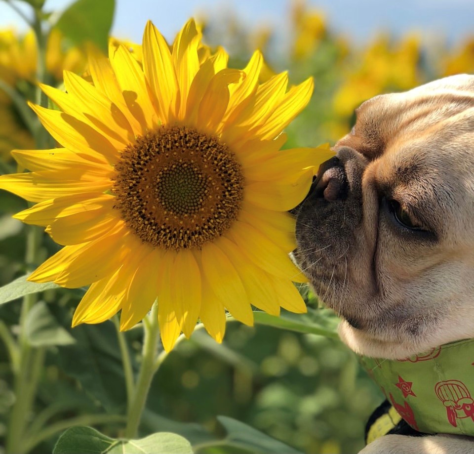 まべまべぐさ🐾Fairy tale of Mave